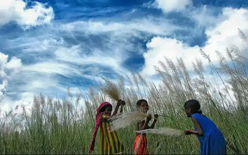 শরতকালে প্রকৃতি ও মানুষের মিলনমেলা, ধানের শীষে ভরা মাঠে শিশুদের খেলা।. Channel i News - চ্যানেল আই নিউজ