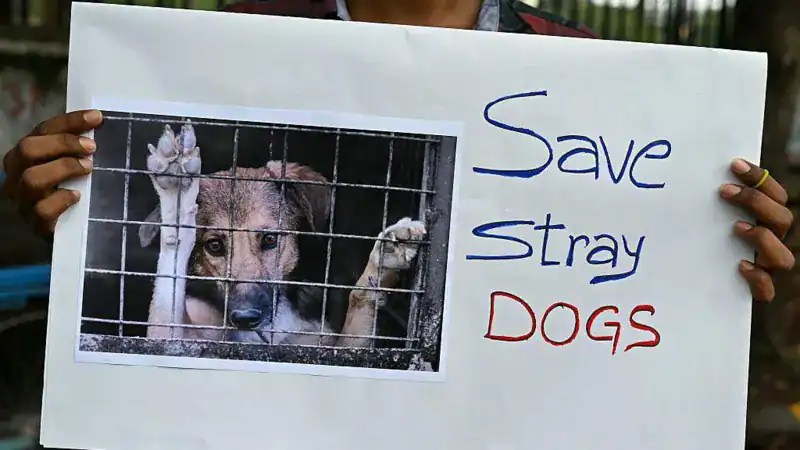 Save stray dogs protest sign held by a person in Bangladesh. Channel i News - চ্যানেল আই নিউজ