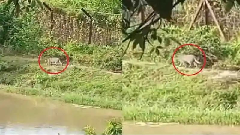 ফেনীর সীমান্তবর্তী এলাকা থেকে বাঘের ছবি, বনজঙ্গলে ঘুরে বেড়াচ্ছে. Channel i News - চ্যানেল আই নিউজ