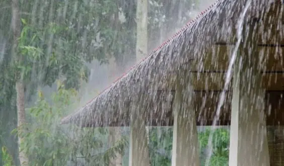 ভারী বর্ষণে ঝরছে বৃষ্টি, গাছপালা ভিজছে. Channel i News - চ্যানেল আই নিউজ