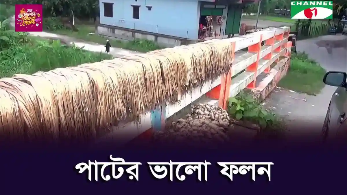ধামরাইয়ে পাটের ভালো ফলনের ছবি, পাটের ঝুড়ি ও মাঠের দৃশ্য. Channel i News - চ্যানেল আই নিউজ