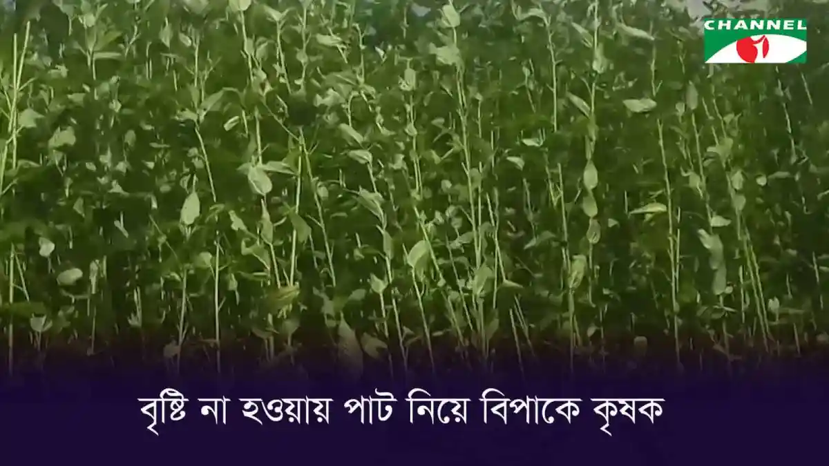বৃষ্টির অভাবে পাটের ক্ষতি, কৃষক উদ্বিগ্ন. Channel i News - চ্যানেল আই নিউজ