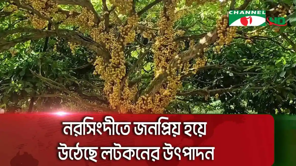 নরসিংদীতে লটকনের গাছের ফুল ও ফল দেখা যাচ্ছে. Channel i News - চ্যানেল আই নিউজ