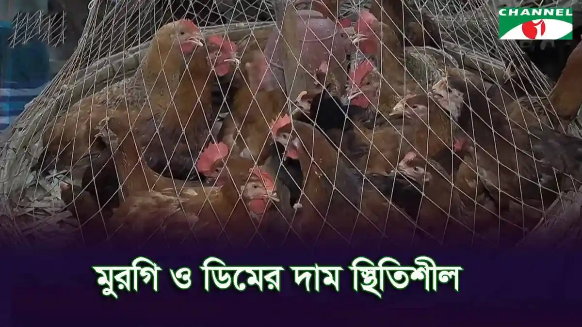বাংলাদেশের মুরগির খামার ও ডিমের দাম সম্পর্কিত ছবি. Channel i News - চ্যানেল আই নিউজ