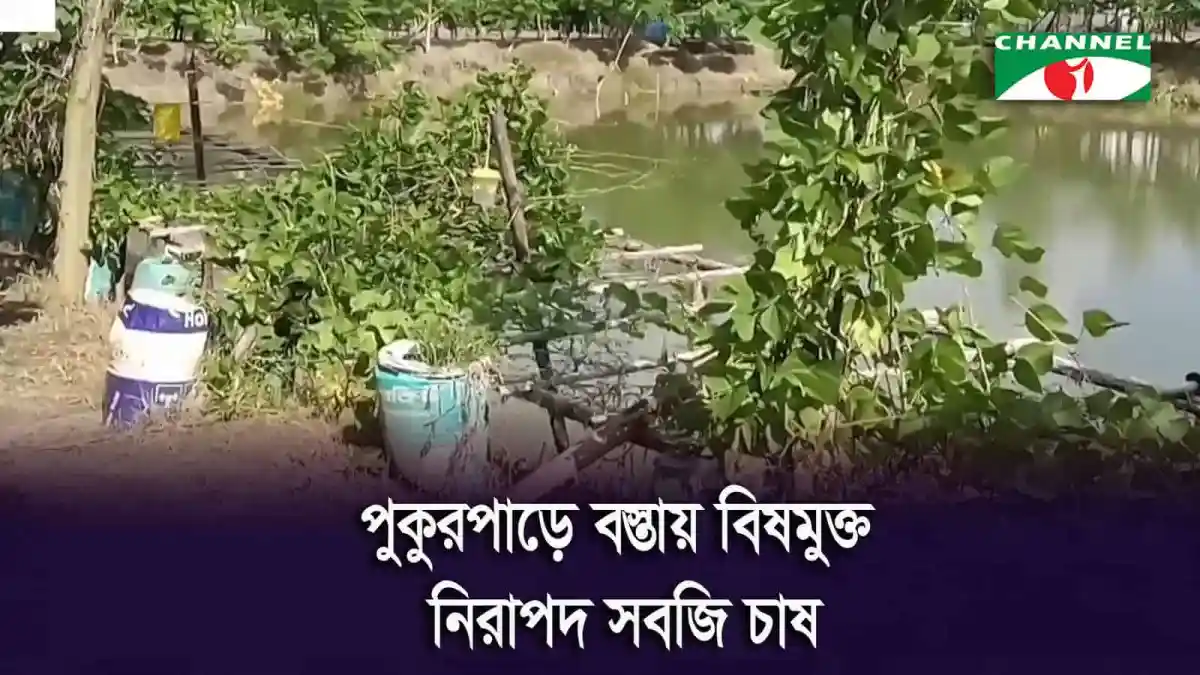 পুকুরপাড়ে বিষমুক্ত নিরাপদ সবজি চাষের জন্য জমি প্রস্তুত. Channel i News - চ্যানেল আই নিউজ