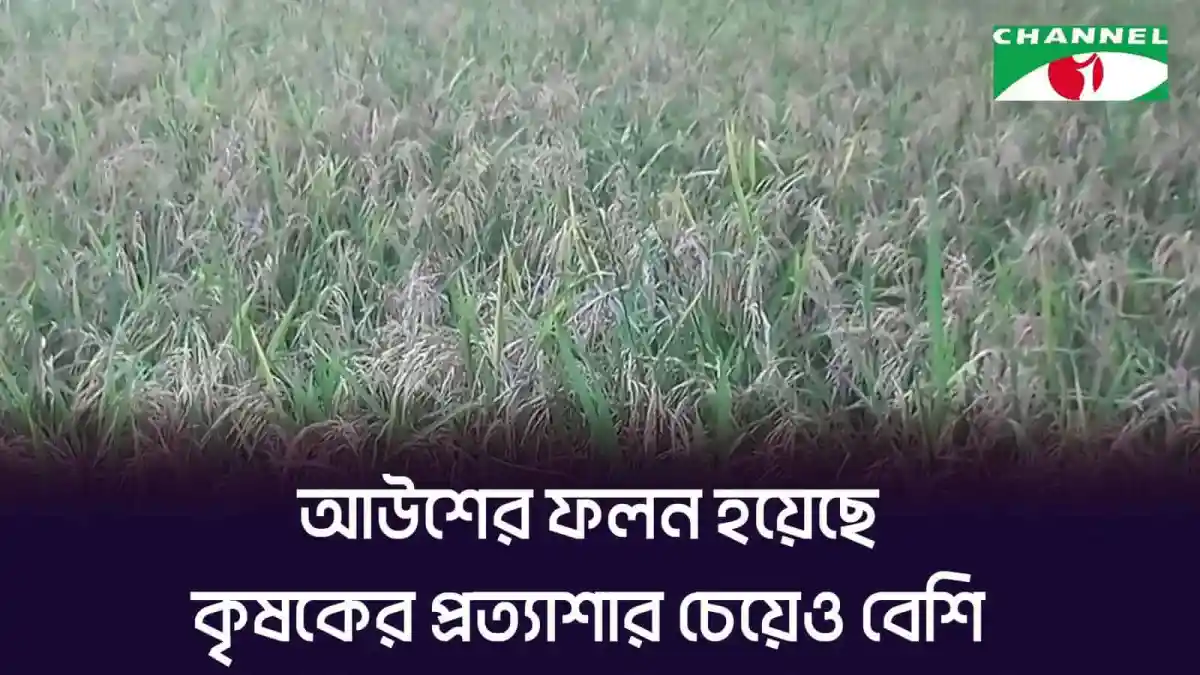 আউশ ধানের ক্ষেতের বিস্তৃত দৃশ্য, ধান গাছের সবুজ শাখা ও কুঁড়ি. Channel i News - চ্যানেল আই নিউজ