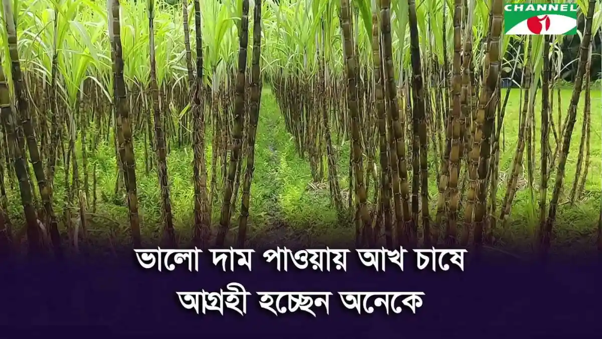 চাঁদপুরে আখের ভালো ফলন, কৃষকরা খুশি. Channel i News - চ্যানেল আই নিউজ