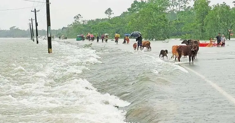 বন্যার কারণে সড়ক পানিতে ডুবে গেছে, গবাদি পশু ও মানুষ চলাচল করছে. Channel i News - চ্যানেল আই নিউজ
