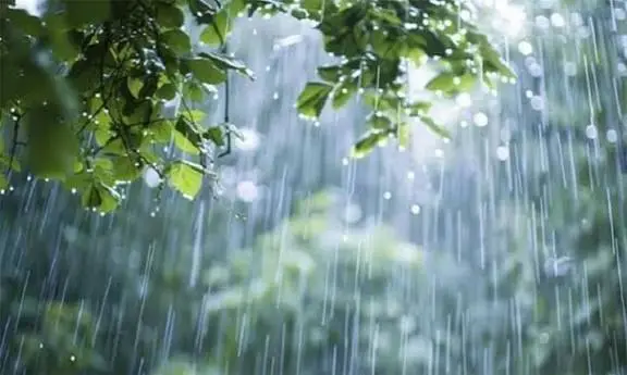 বৃষ্টির মধ্যে গাছের পাতা ও ঝরনা, প্রাকৃতিক দৃশ্য. Channel i News - চ্যানেল আই নিউজ