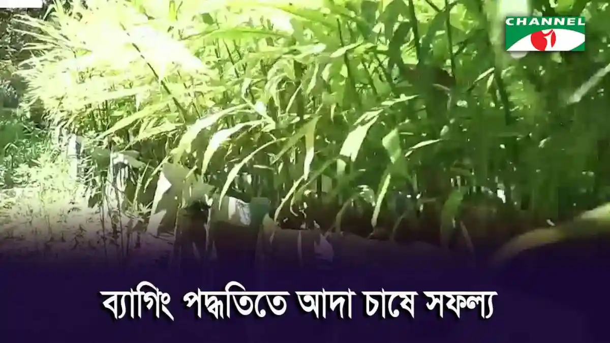 ব্যাগিং পদ্ধতিতে আদা চাষের ছবি, কুষ্টিয়া. Channel i News - চ্যানেল আই নিউজ