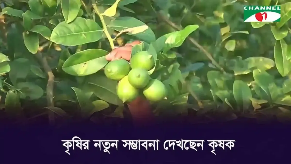 নোয়াখালীর হাতিয়ায় লেবু গাছের নতুন ফলের ঝুড়ি. Channel i News - চ্যানেল আই নিউজ