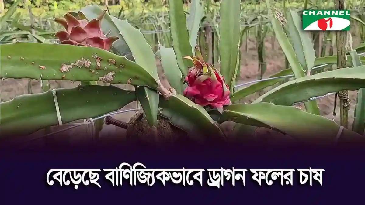 বেড়ে উঠছে ড্রাগন ফলের চাষ ফেনীতে. Channel i News - চ্যানেল আই নিউজ