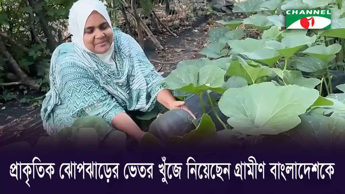 Woman harvesting pumpkin in a lush garden in Bangladesh. Channel i News - চ্যানেল আই নিউজ