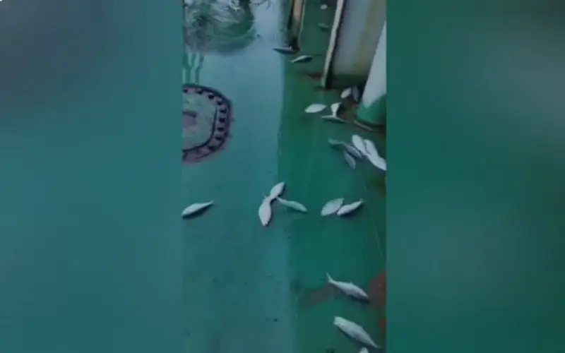 Three fish jump on a green boat deck in the sea. Channel i News - চ্যানেল আই নিউজ