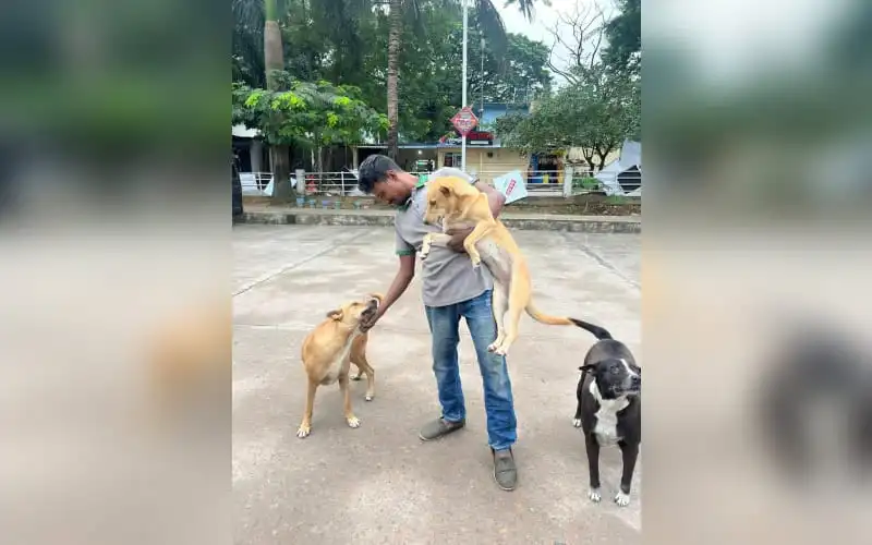 পথকুকুরদের বন্ধ্যাত্বকরণ ও টিকাদান কর্মসূচির জন্য মিরপুর ডিওএইচএস-এ পশুপ্রেমী ব্যক্তিরা কাজ করছেন।. Channel i News - চ্যানেল আই নিউজ