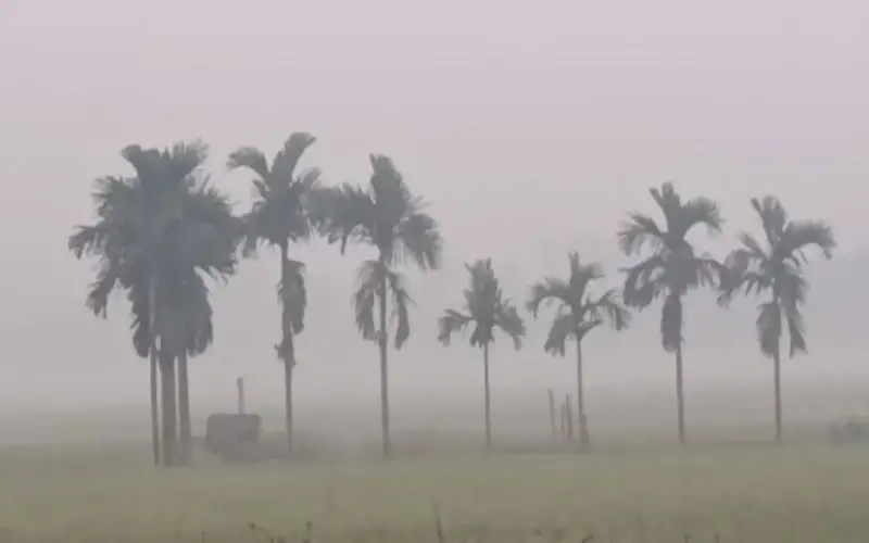 ধূসর আকাশে ঘন কুয়াশার মধ্যে পাম গাছের সারি. Channel i News - চ্যানেল আই নিউজ