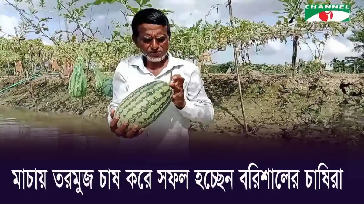 বরিশালের কৃষক মাচায় তরমুজ চাষে আগ্রহী, ছবি. Channel i News - চ্যানেল আই নিউজ