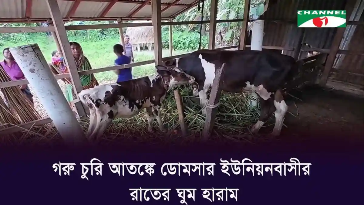ডোমসার ইউনিয়নে গরু চুরির আতঙ্কে কৃষকের উদ্বেগ. Channel i News - চ্যানেল আই নিউজ