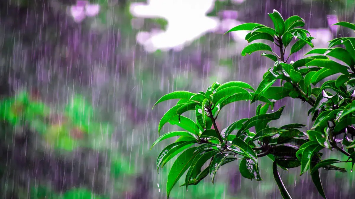 বৃষ্টির মধ্যে সবুজ গাছের পাতা, প্রাকৃতিক দৃশ্য. Channel i News - চ্যানেল আই নিউজ