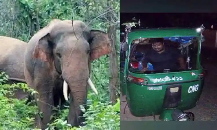 কাপ্তাইয়ে বন্যহাতির আক্রমণে দুইজনের মৃত্যু, ছবি দেখুন. Channel i News - চ্যানেল আই নিউজ
