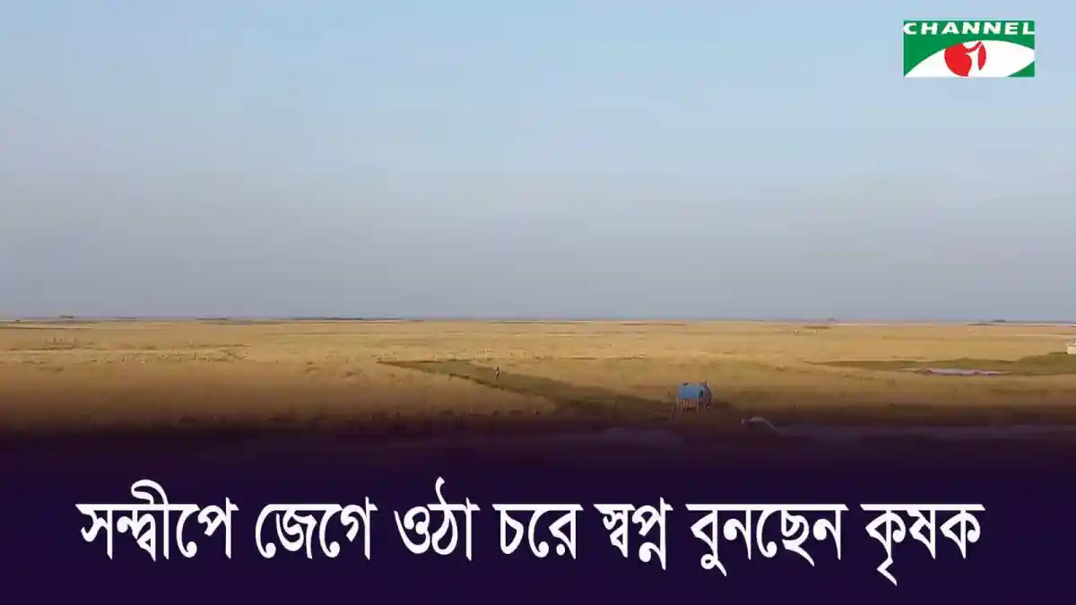 সন্দ্বীপের নতুন চরে কৃষকেরা কাজ করছেন, কৃষি কাজে ব্যস্ত. Channel i News - চ্যানেল আই নিউজ
