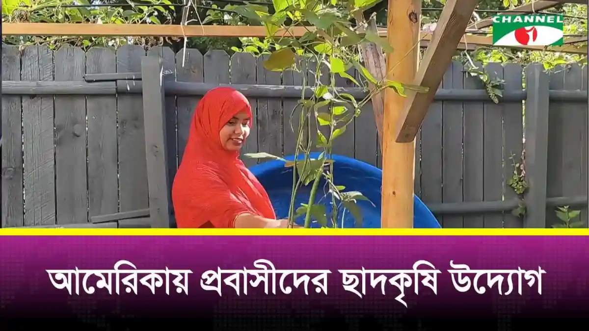 বাংলাদেশি নারী ছাদে গাছের সঙ্গে কাজ করছেন. Channel i News - চ্যানেল আই নিউজ