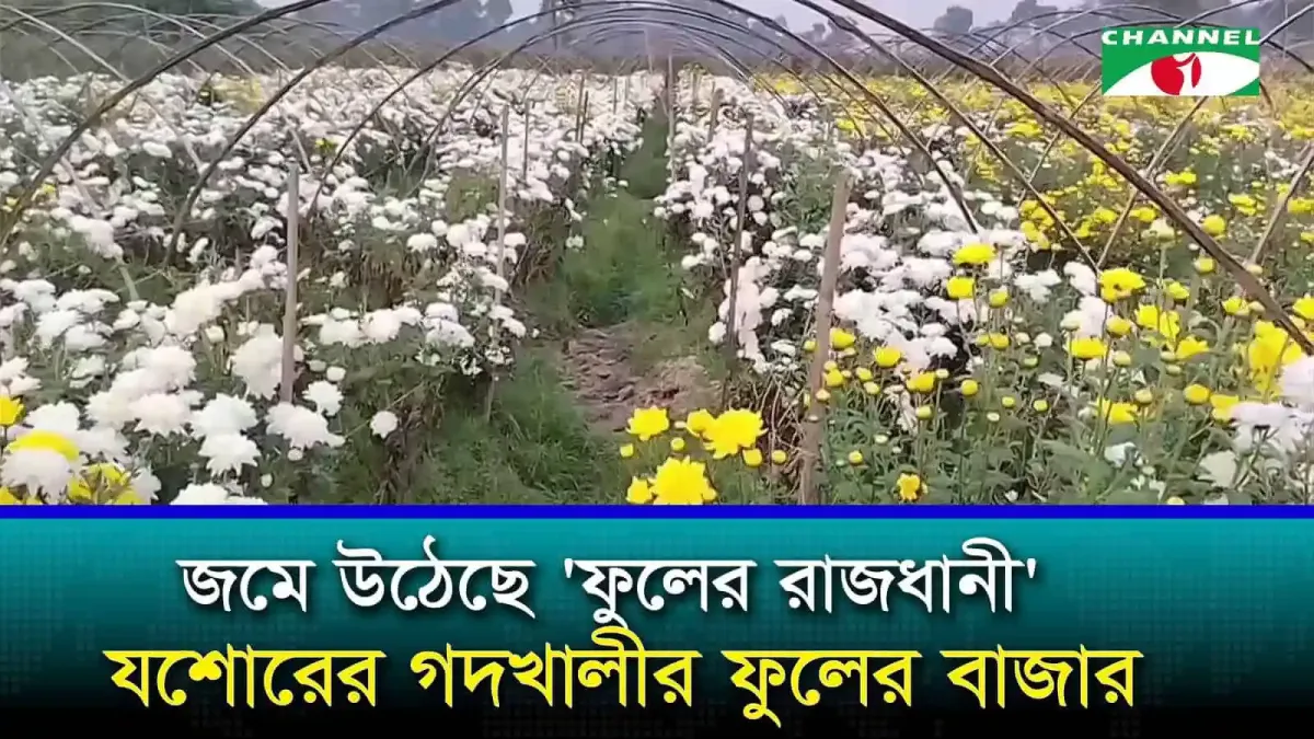 গদখালীর ফুলের বাজারে বিভিন্ন ধরনের ফুলের দৃশ্য. Channel i News - চ্যানেল আই নিউজ