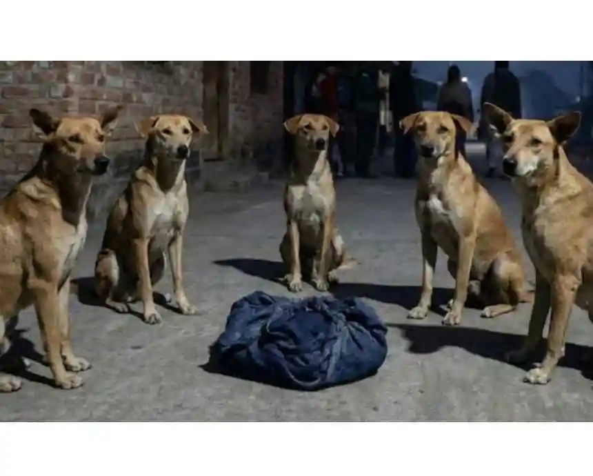 ছয়টি কুকুরের দল রাস্তায় পড়ে থাকা নবজাতকের জন্য পাহারা দিচ্ছে।. Channel i News - চ্যানেল আই নিউজ