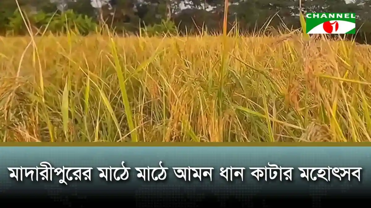 মাদারীপুরের মাঠে ধান কাটা চলছে, কৃষকেরা উৎসাহে ব্যস্ত. Channel i News - চ্যানেল আই নিউজ