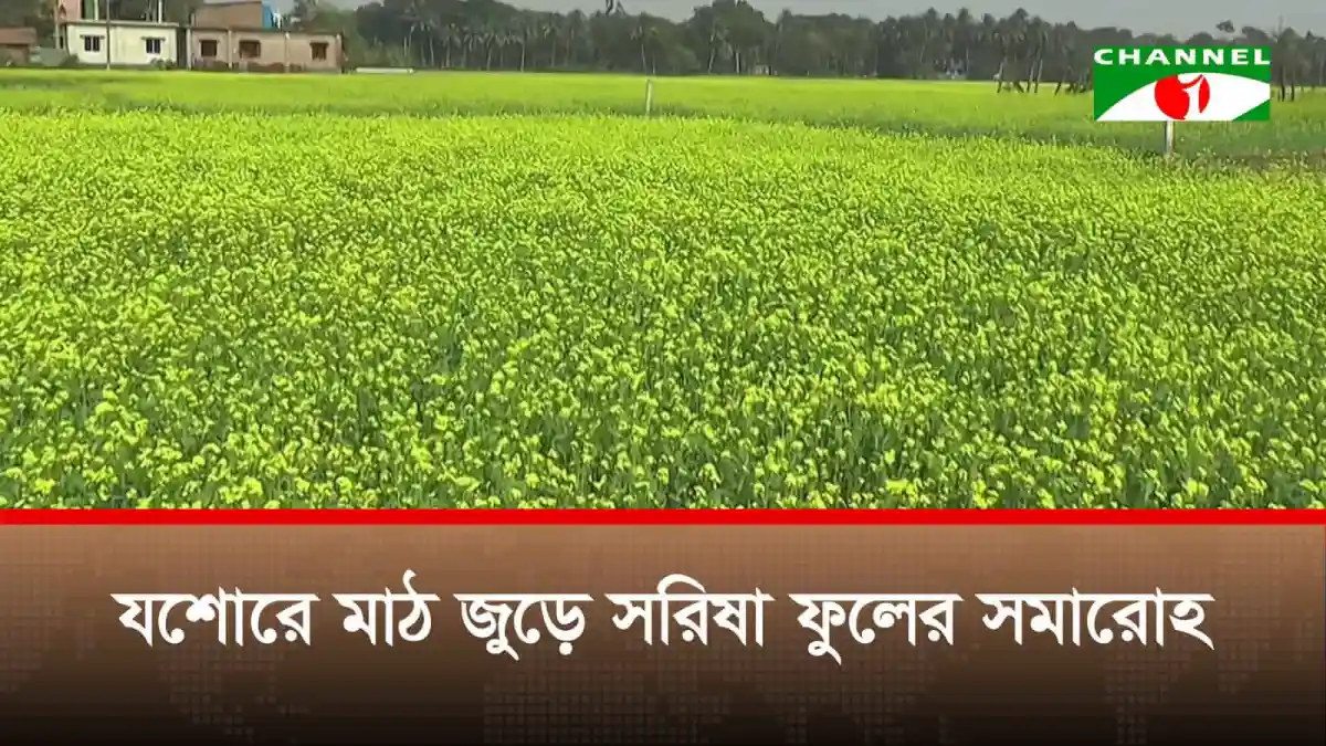 যশোরে সরিষা ফুলে ভরা ক্ষেত, কৃষকের হাসি. Channel i News - চ্যানেল আই নিউজ