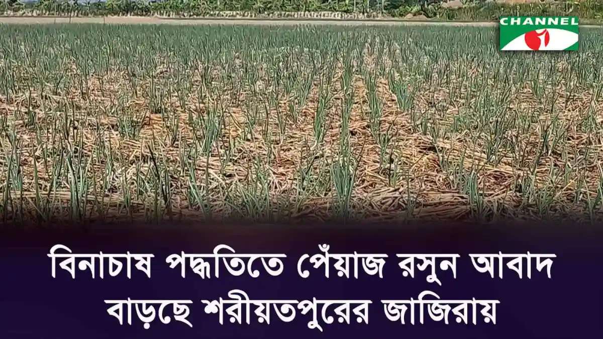 জাজিরায় বিনাচাষ পদ্ধতিতে পেঁয়াজ ও রসুনের আবাদ. Channel i News - চ্যানেল আই নিউজ