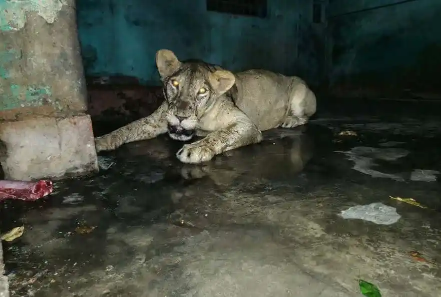 চিড়িয়াখানার খাঁচার ভিতরে সিংহের ছবি, যেখানে সে বসে আছে।. Channel i News - চ্যানেল আই নিউজ