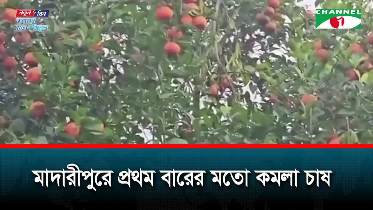 মাদারীপুরে কমলা গাছের ফল, প্রথমবারের মতো চাষ শুরু. Channel i News - চ্যানেল আই নিউজ