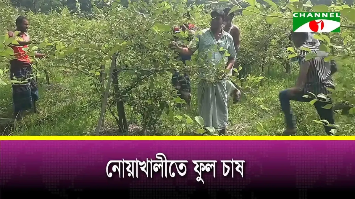 নোয়াখালীতে ফুল চাষের জন্য কৃষকেরা কাজ করছে. Channel i News - চ্যানেল আই নিউজ