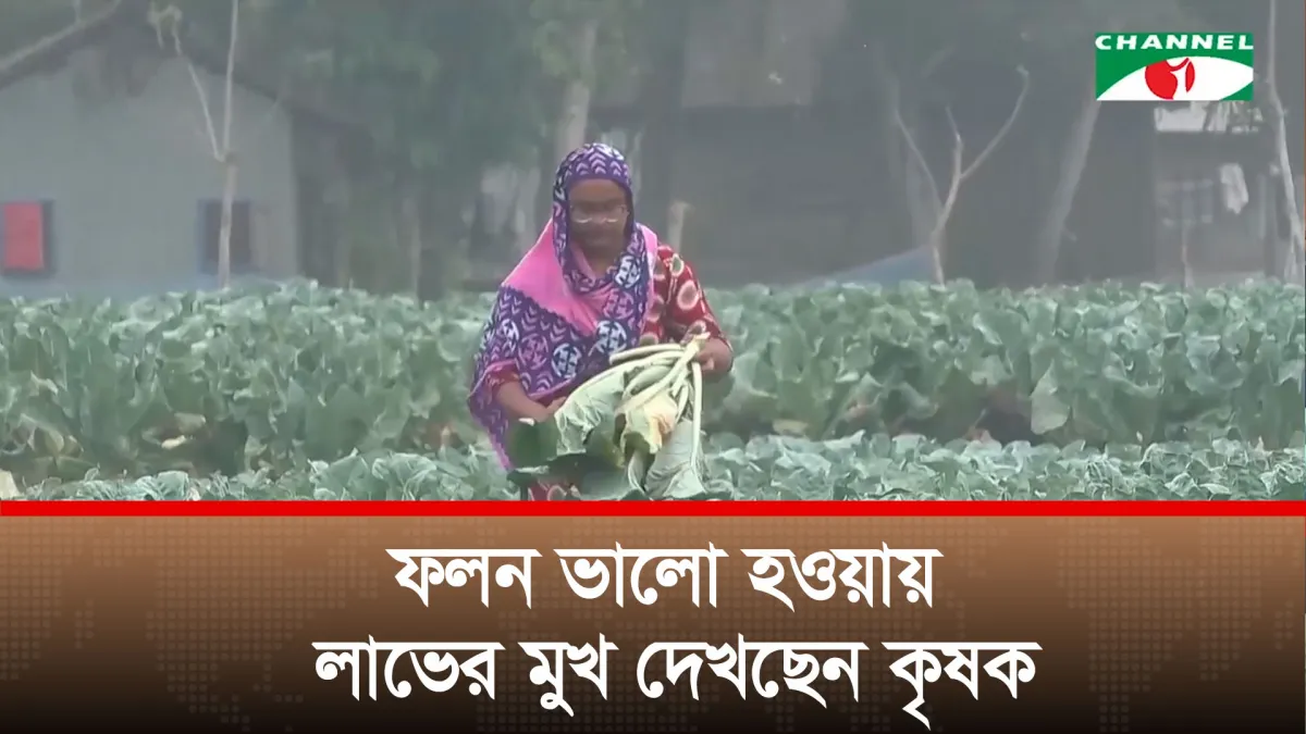 নড়াইলে ফুলকপি চাষে জমে উঠেছে মাঠের ব্যস্ততা