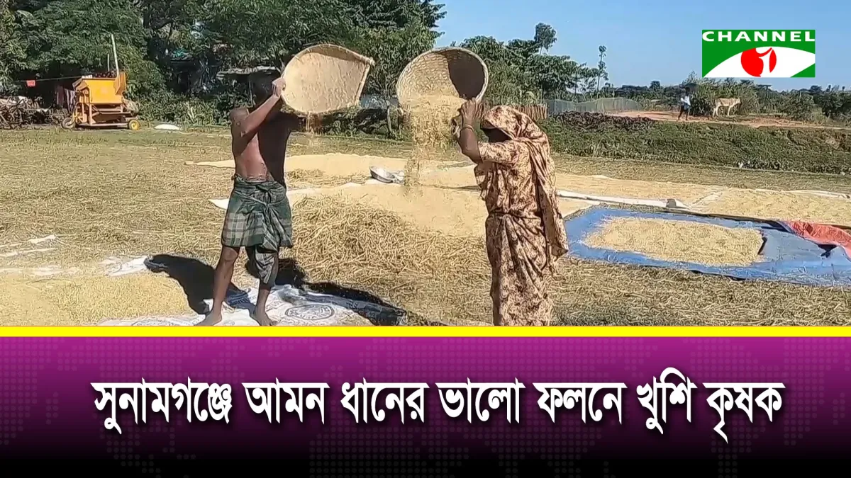 সুনামগঞ্জে আমন ধানের ভালো ফলন, খুশি কৃষক