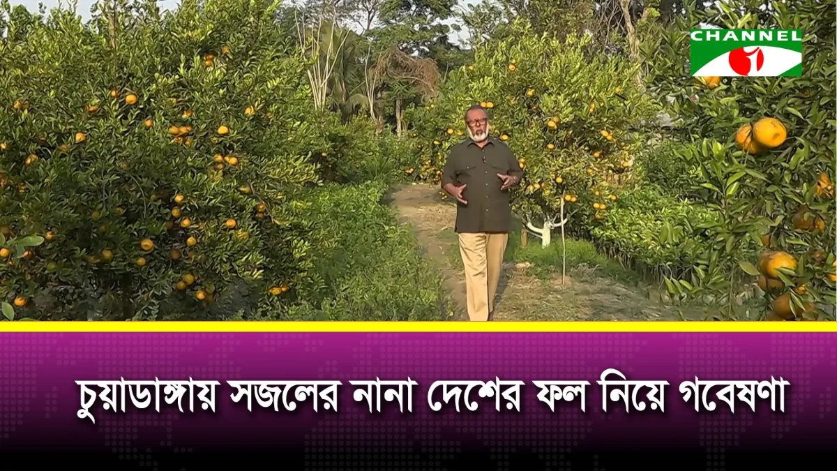 চুয়াডাঙ্গায় বিদেশি ফল নিয়ে উদ্যোক্তার গবেষণা ও বাণিজ্যিক উদ্যোগ