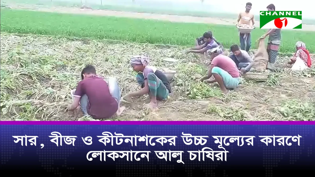 মেহেরপুরে সার-বীজ-কীটনাশকের উচ্চ মূল্যে লোকসানে আলু চাষিরা