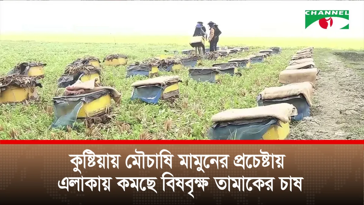 কুষ্টিয়ায় মৌচাষি মামুনের প্রচেষ্টায় এলাকায় কমছে বিষবৃক্ষ তামাকের চাষ
