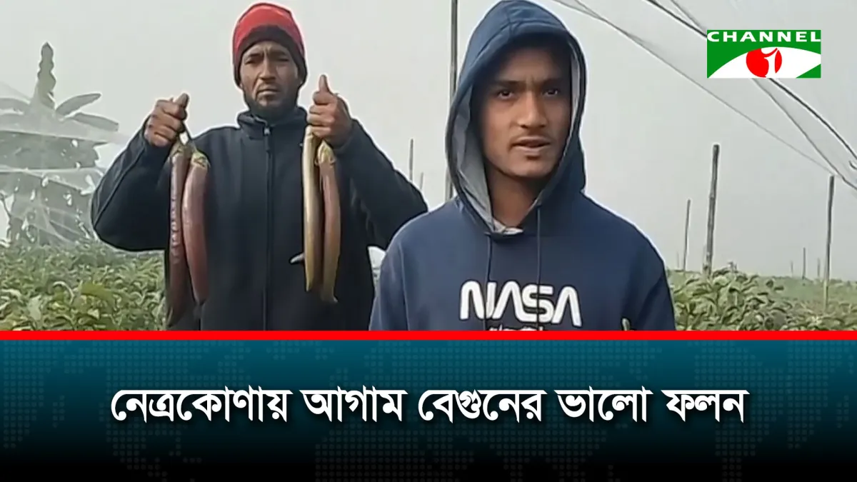 নেত্রকোণায় আগাম বেগুনের ভালো ফলন