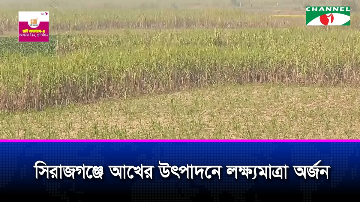 সিরাজগঞ্জের আখ চাষীরা এবার ব্যাপক লাভবান হয়েছেন