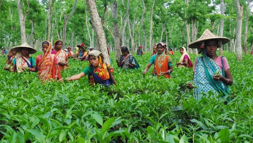 চা শ্রমিকদের জীবনমান উন্নয়নে নতুন ভাবনা জরুরি