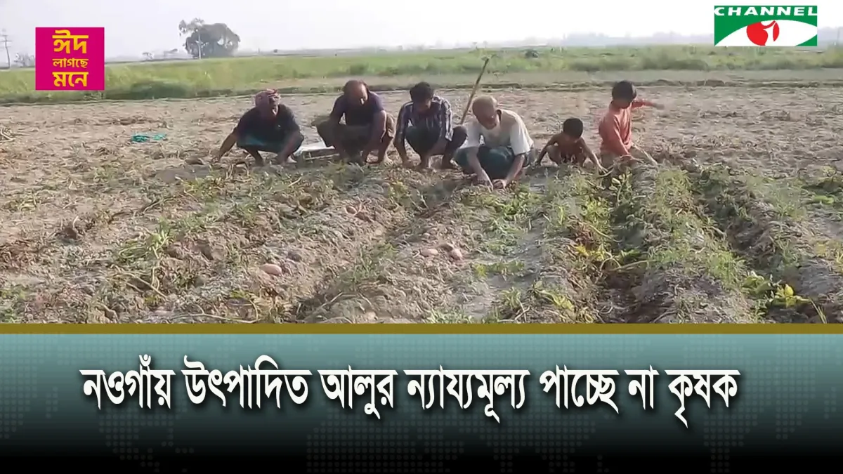 নওগাঁয় উৎপাদিত আলুর ন্যায্যমূল্য পাচ্ছে না কৃষক