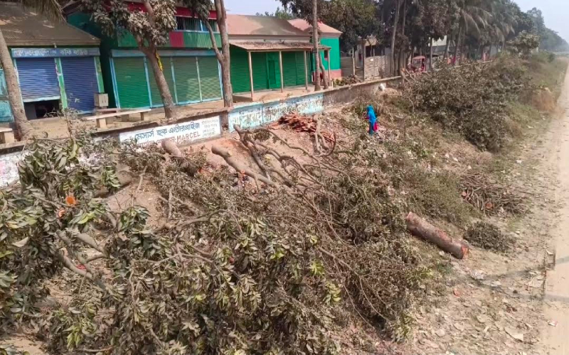 বিএনপি নেতার গাড়ি প্রবেশে সমস্যা, কাটা হলো ২০টি গাছ