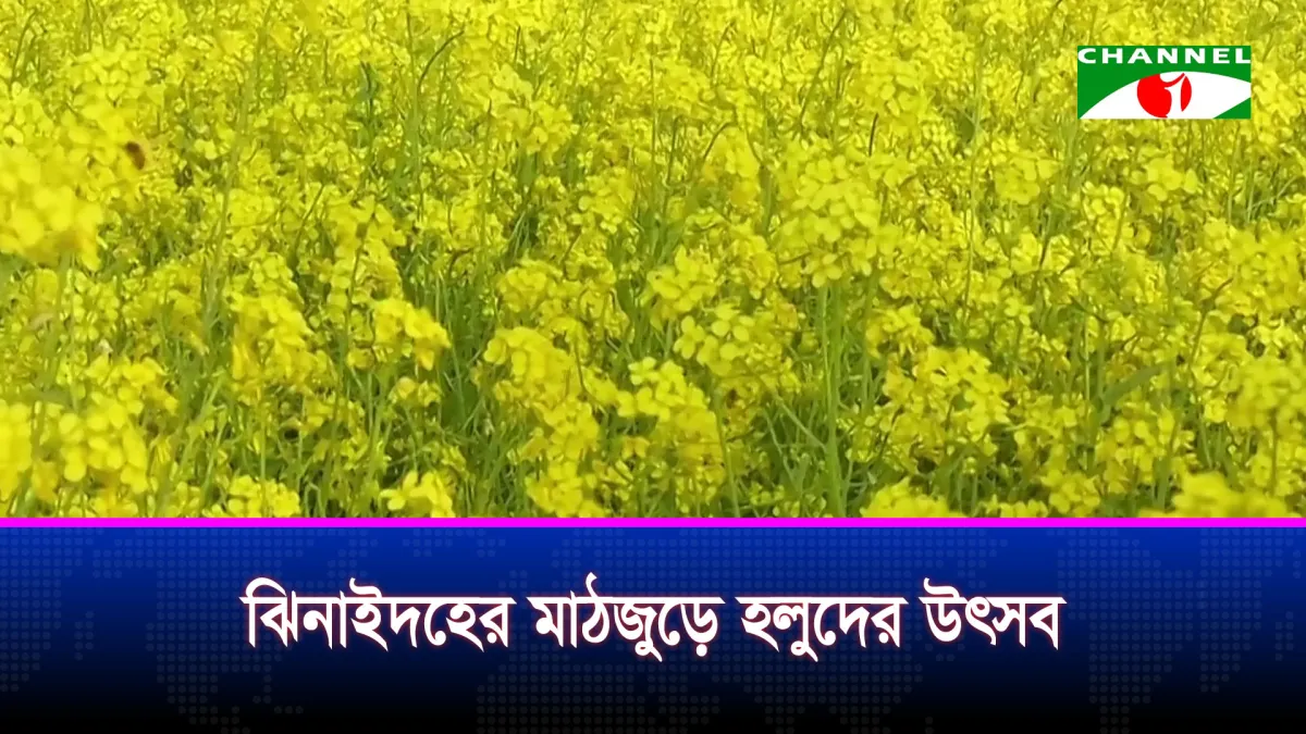 ঝিনাইদহের মাঠজুড়ে হলুদের উৎস