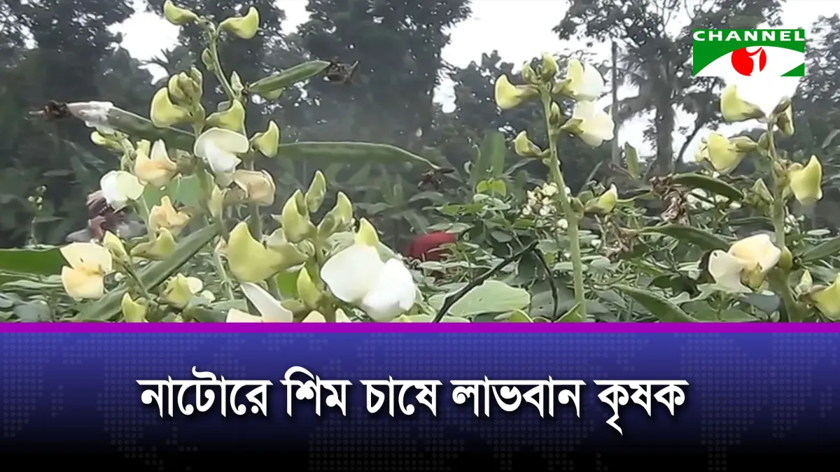 নাটোরে শিম চাষে লাভবান কৃষক
