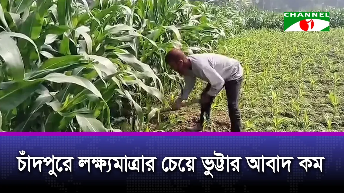 চাঁদপুরে লক্ষ্যমাত্রার চেয়ে ভুট্টার আবাদ কম