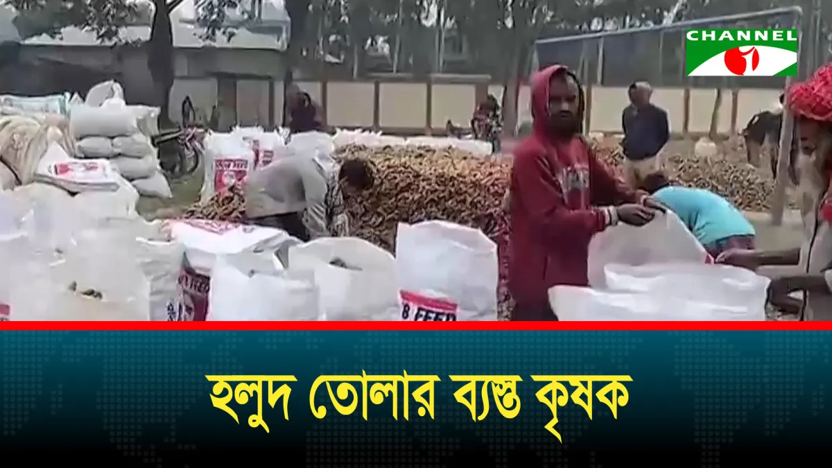 হলুদের ভালো ফলনে লাভবান গাইবান্ধার কৃষকরা