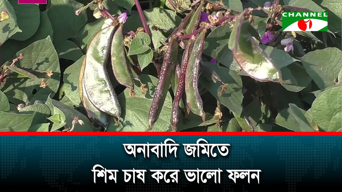 নড়াইলে অনাবাদি জমিতে শিম চাষ করে ভালো ফলন