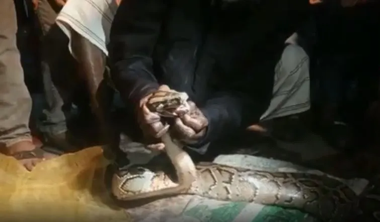 মাছের ঘের থেকে ১২ ফুট লম্বা অজগর উদ্ধার, উৎসুক জনতার ভিড়